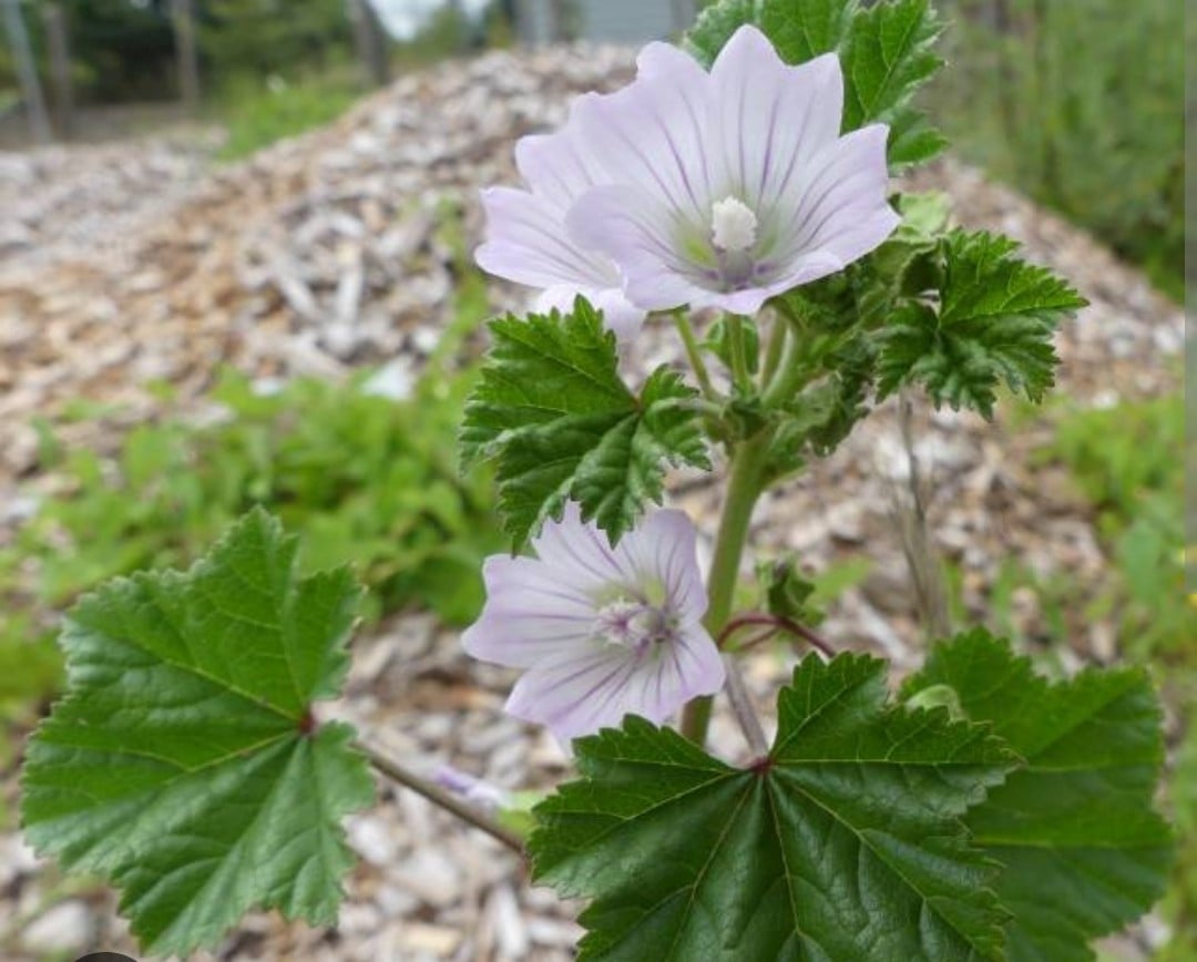 (NIEUWE!!) SIERTUIN EN MOESTUIN PLANTEN bij DE VOORDEUR