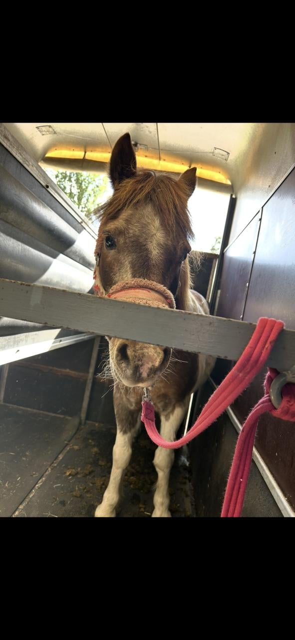 Lieve oudere b-pony