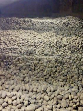 Agria friet aardappel