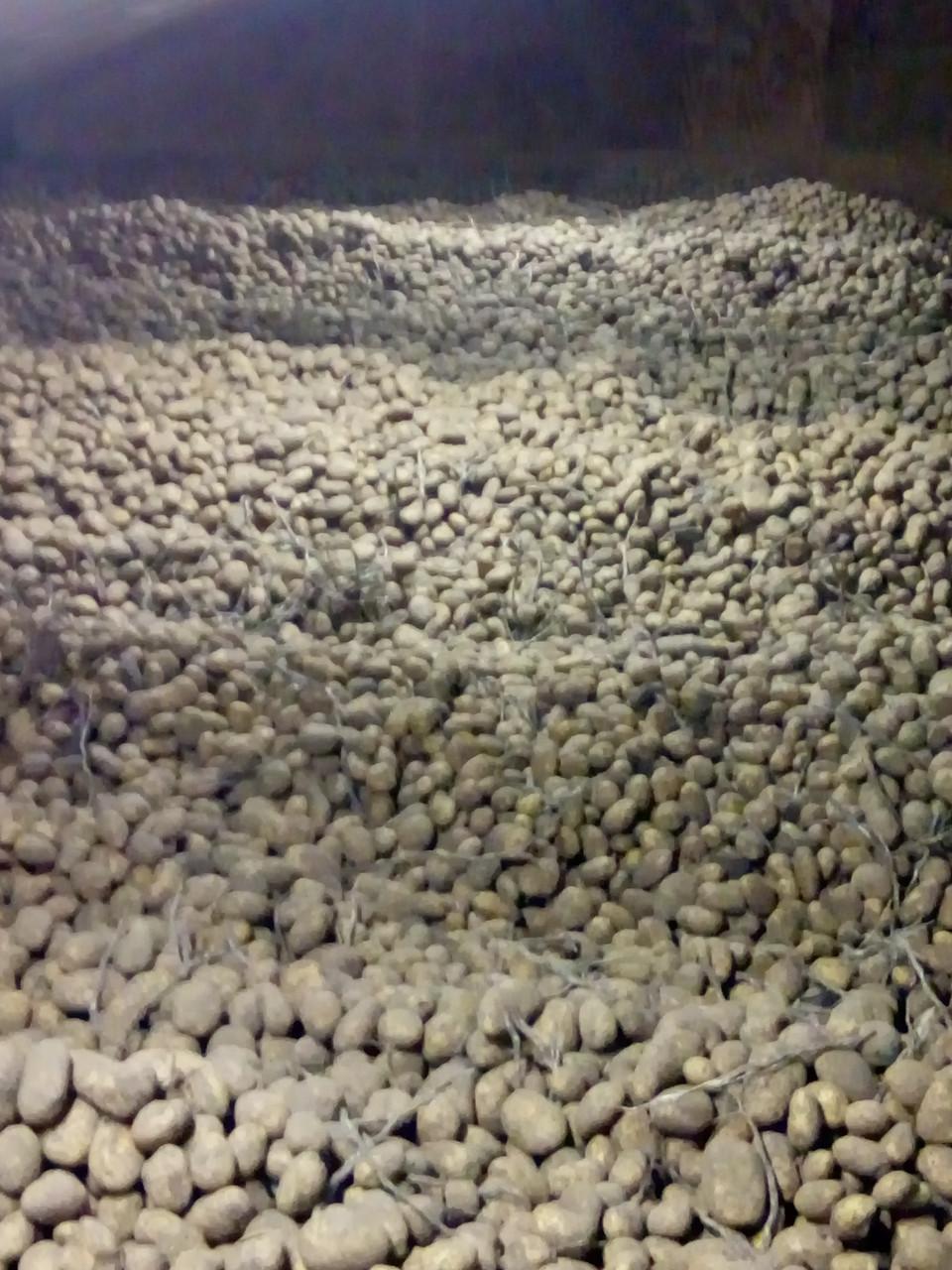 Agria friet aardappel