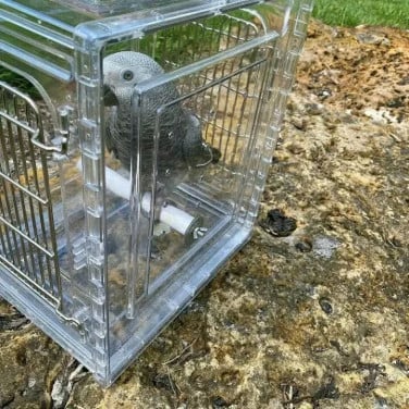 Sprechende Graupapageien zur Adoption und Neuvermittlung