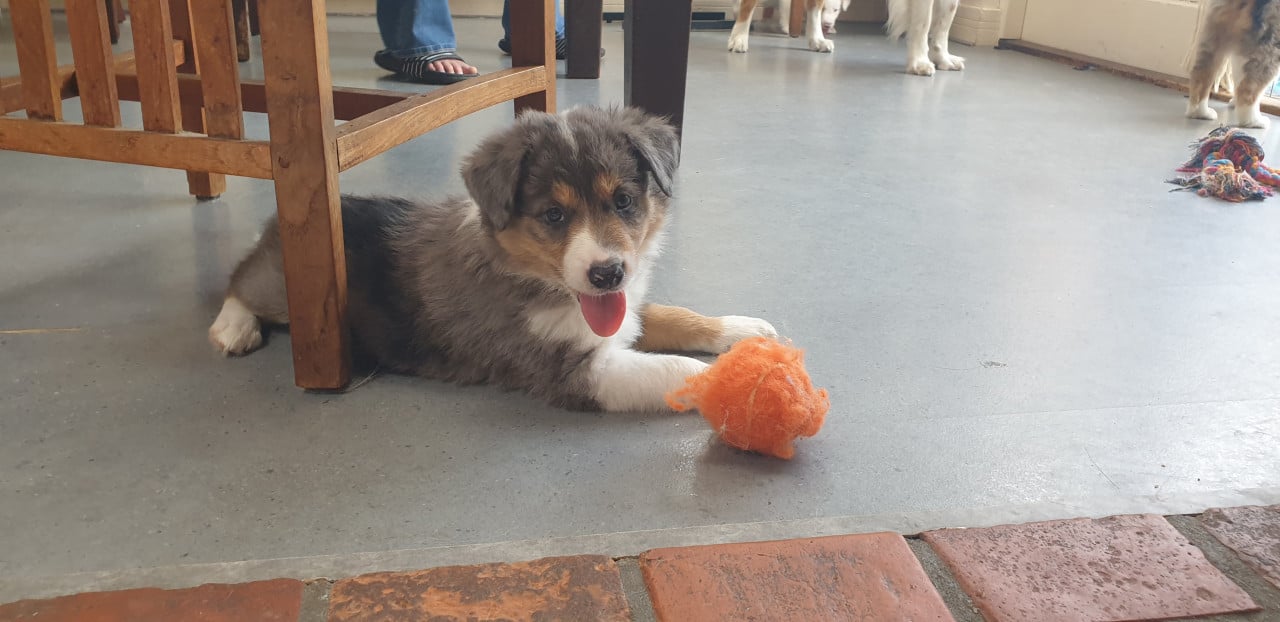 Border Collie