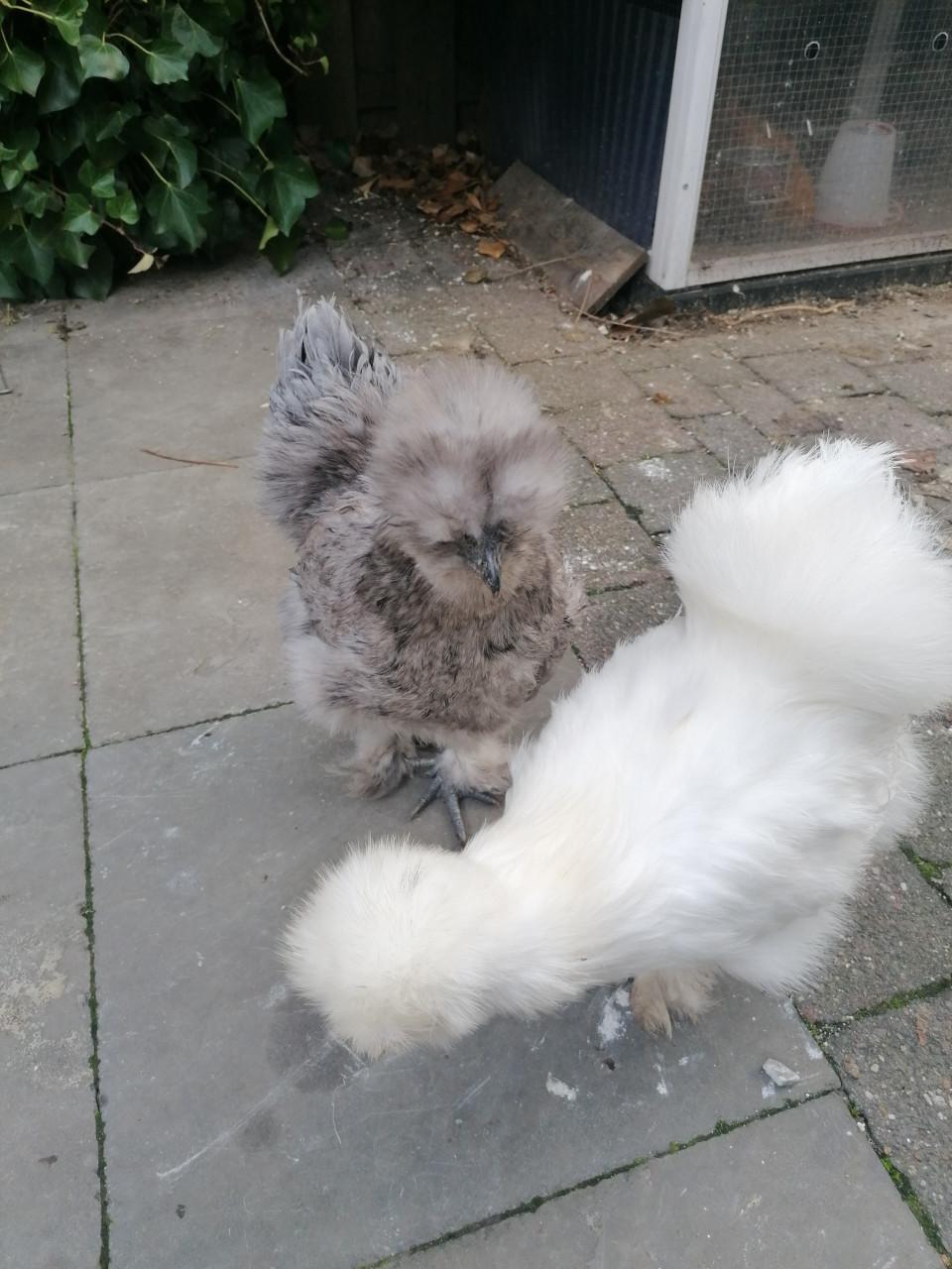 Zijdehoenders, kippen