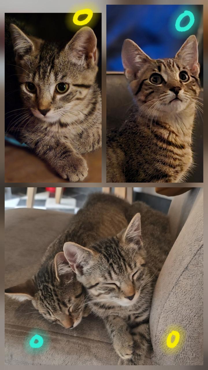 Gebroeders Knuffel en Truffel op zoek naar een nieuwe hoekbank