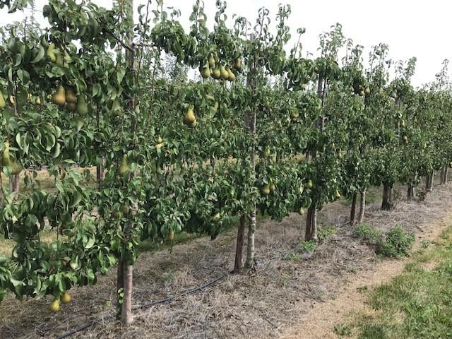 Fruitbomen in leivorm / Leibomen / Peer