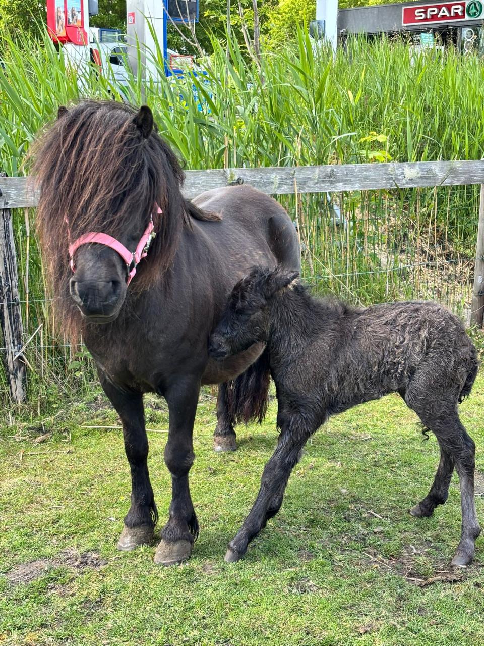 Te koop merrie met merrie veulen