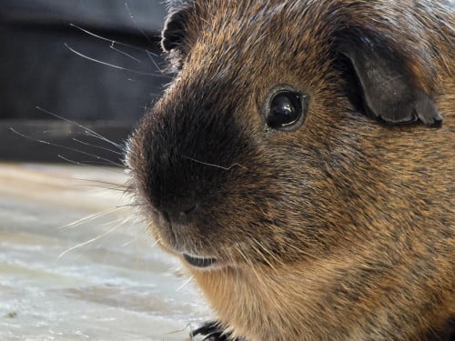 Twee cavia's