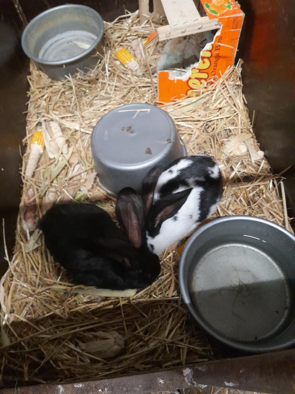 Konijnen te koop lotharinger