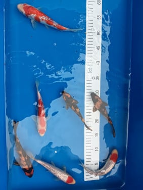 Japanse koi! Tosai kohaku/ hi utsuri