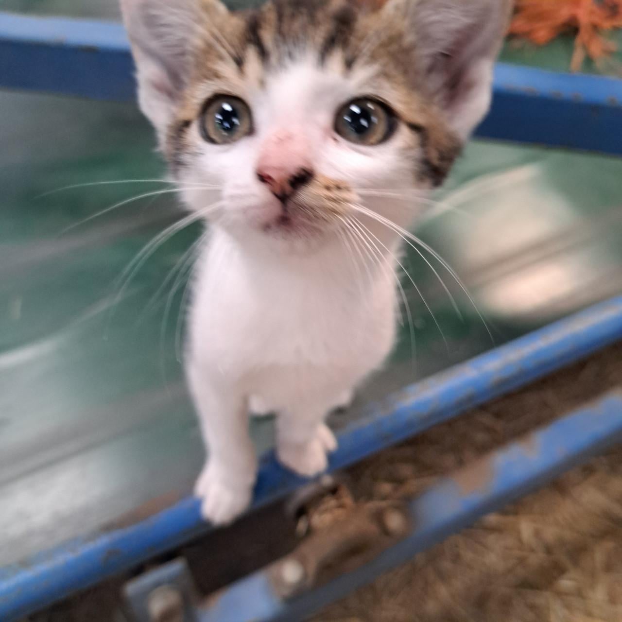 Kittens