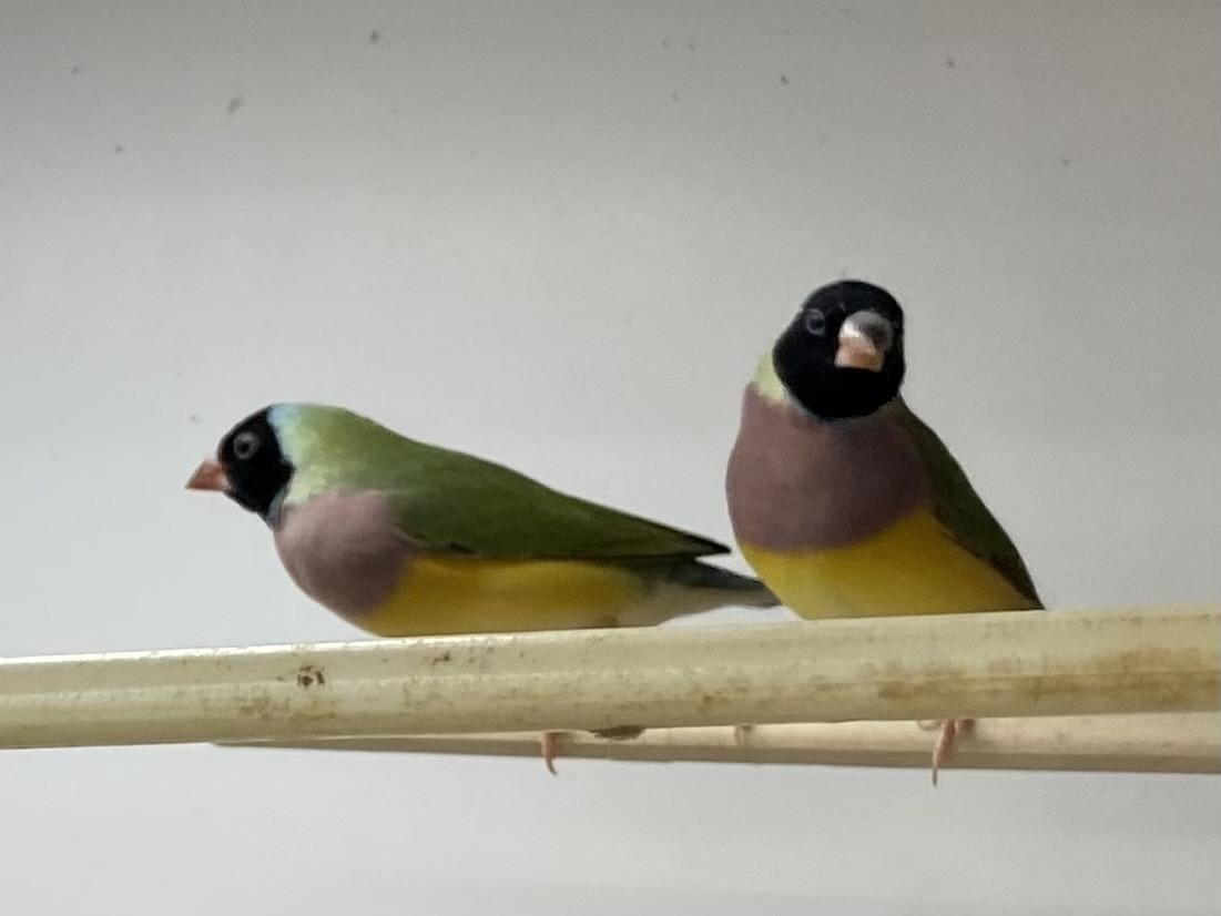 Gouldamadines pop uit buitenvoliere