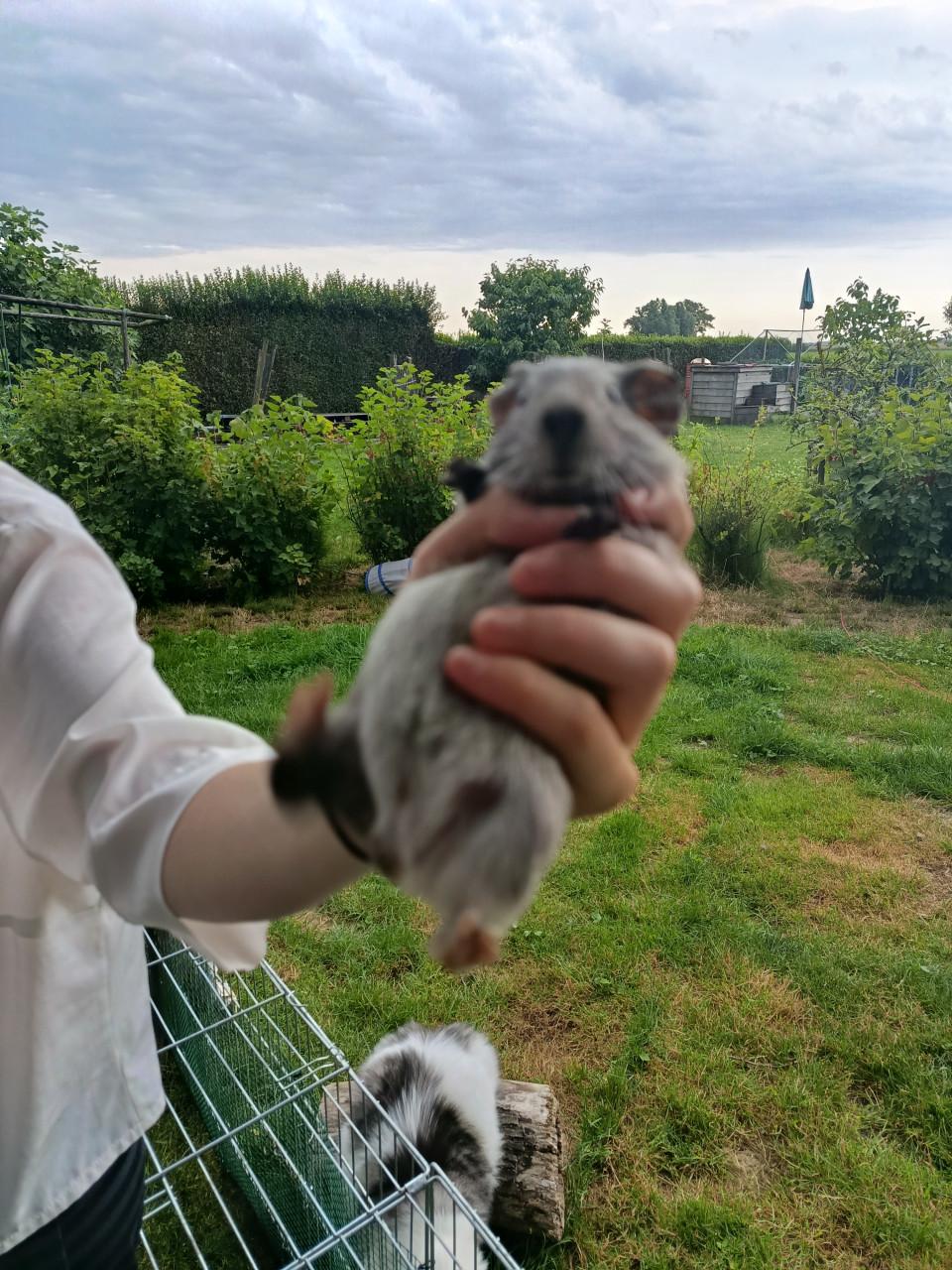 Cavia's te koop