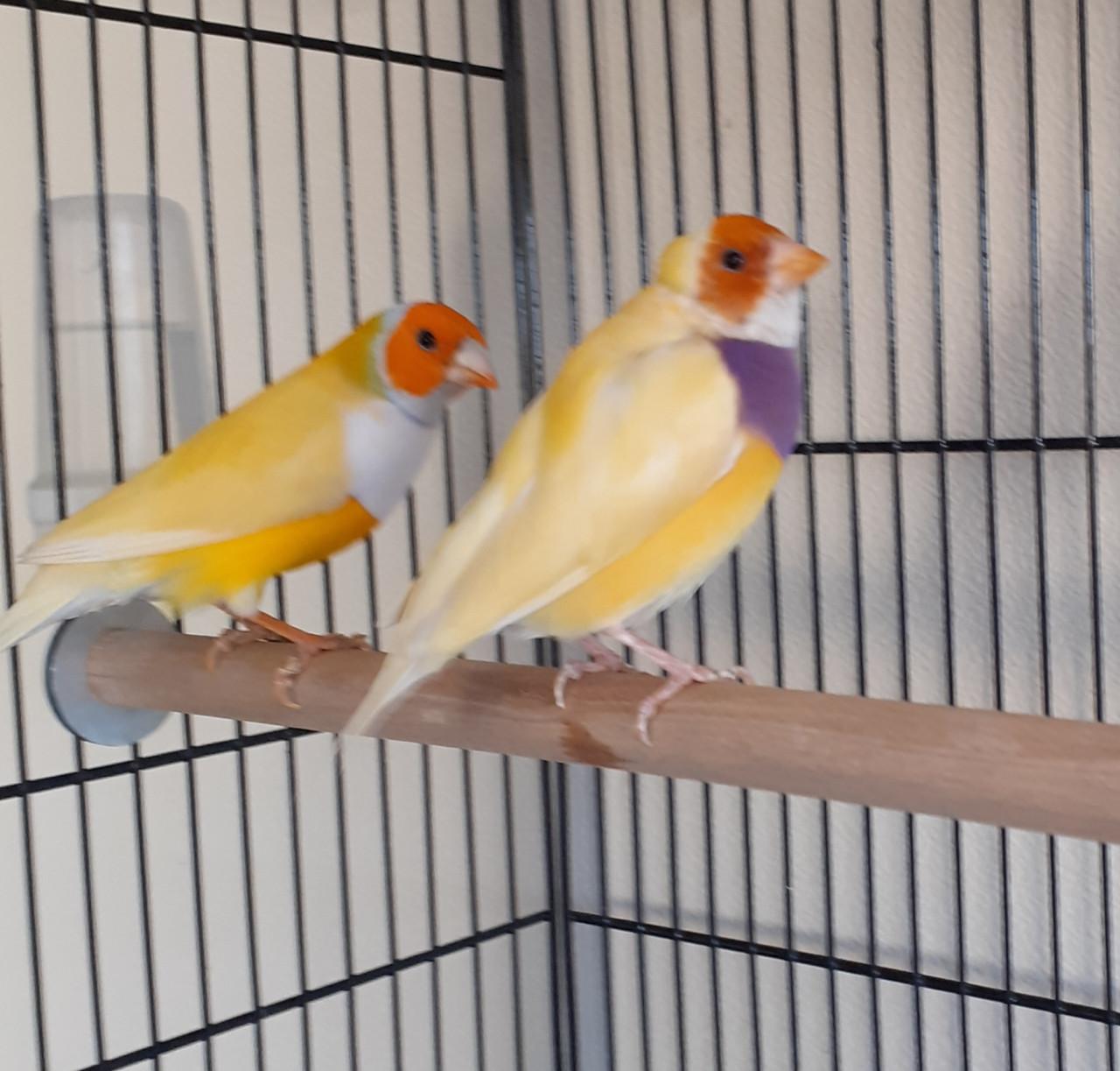 Kooi met 2 bichenows en 2 gele gouldamadines