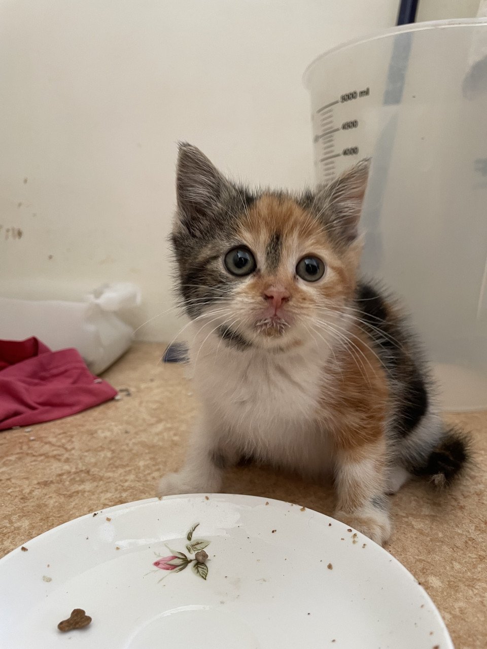 Kitten vrouwtje