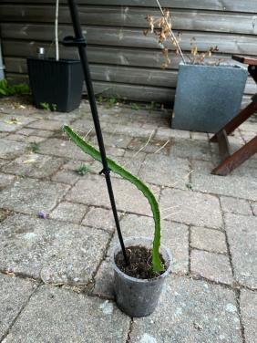 Gewortelde Gele Dragon Fruit (Pitaya) Cactus 30-40cm met pot