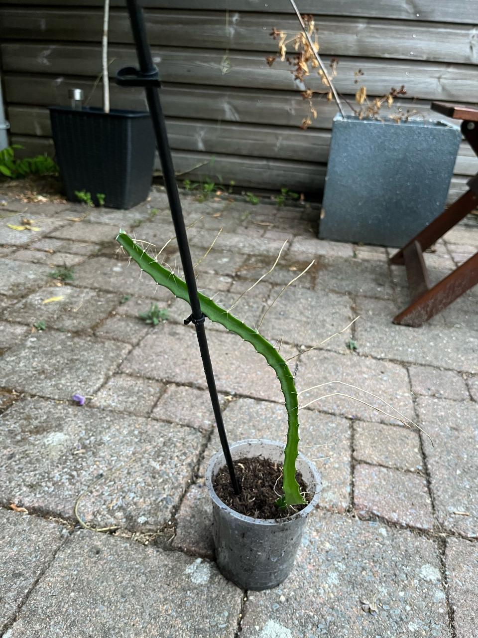 Gewortelde Gele Dragon Fruit (Pitaya) Cactus 30-40cm met pot