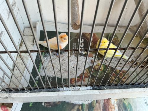 Vogels koppel kanarie