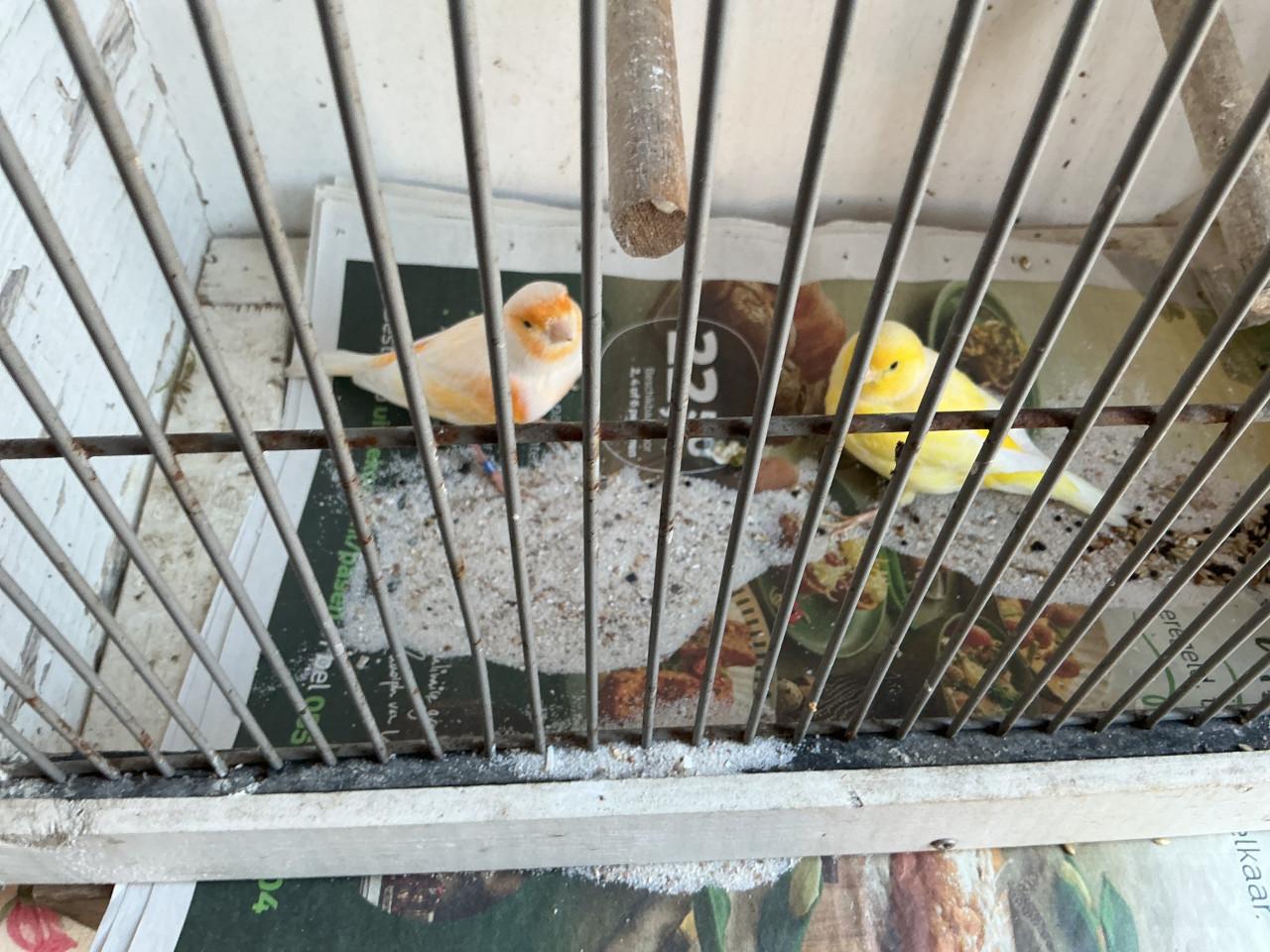 Vogels koppel kanarie