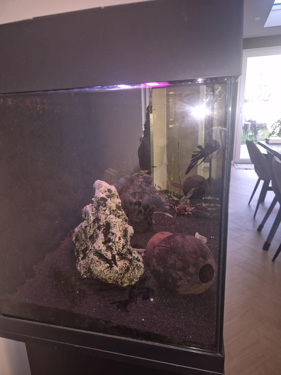 Te koop: Juwel aquarium met onderkast, vissen en verlichting