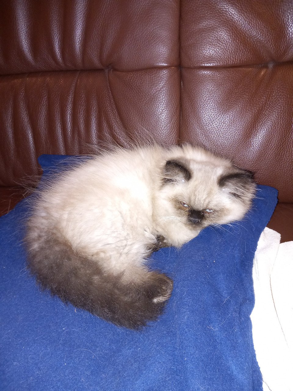 Dieren kittens