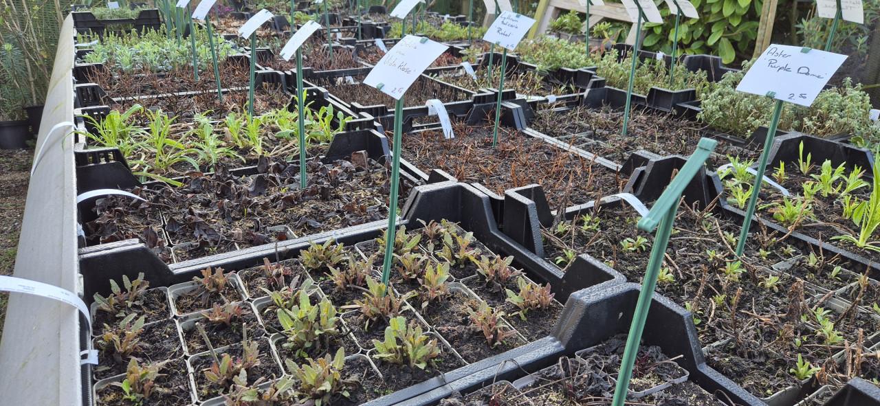 Vaste planten verantwoord gekweekt