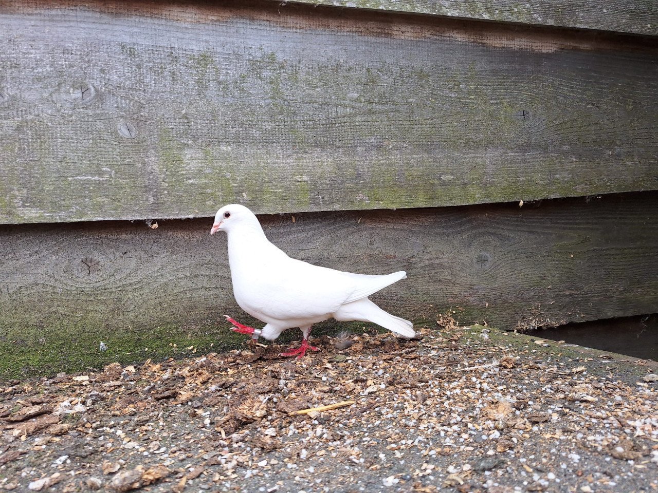 Witte postduiven