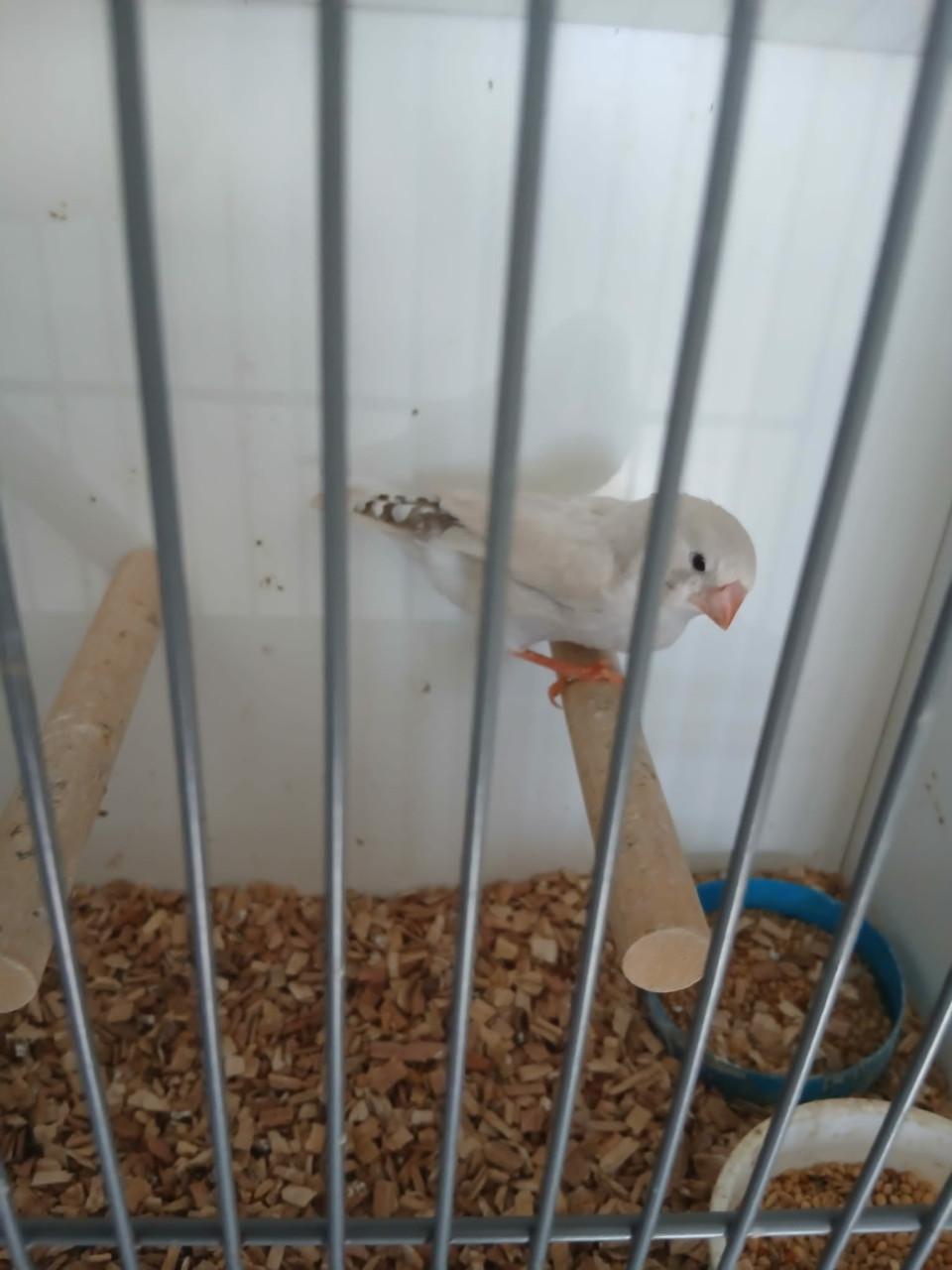 Te koop zebravinken