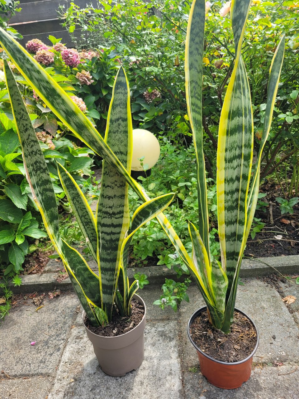 Planten