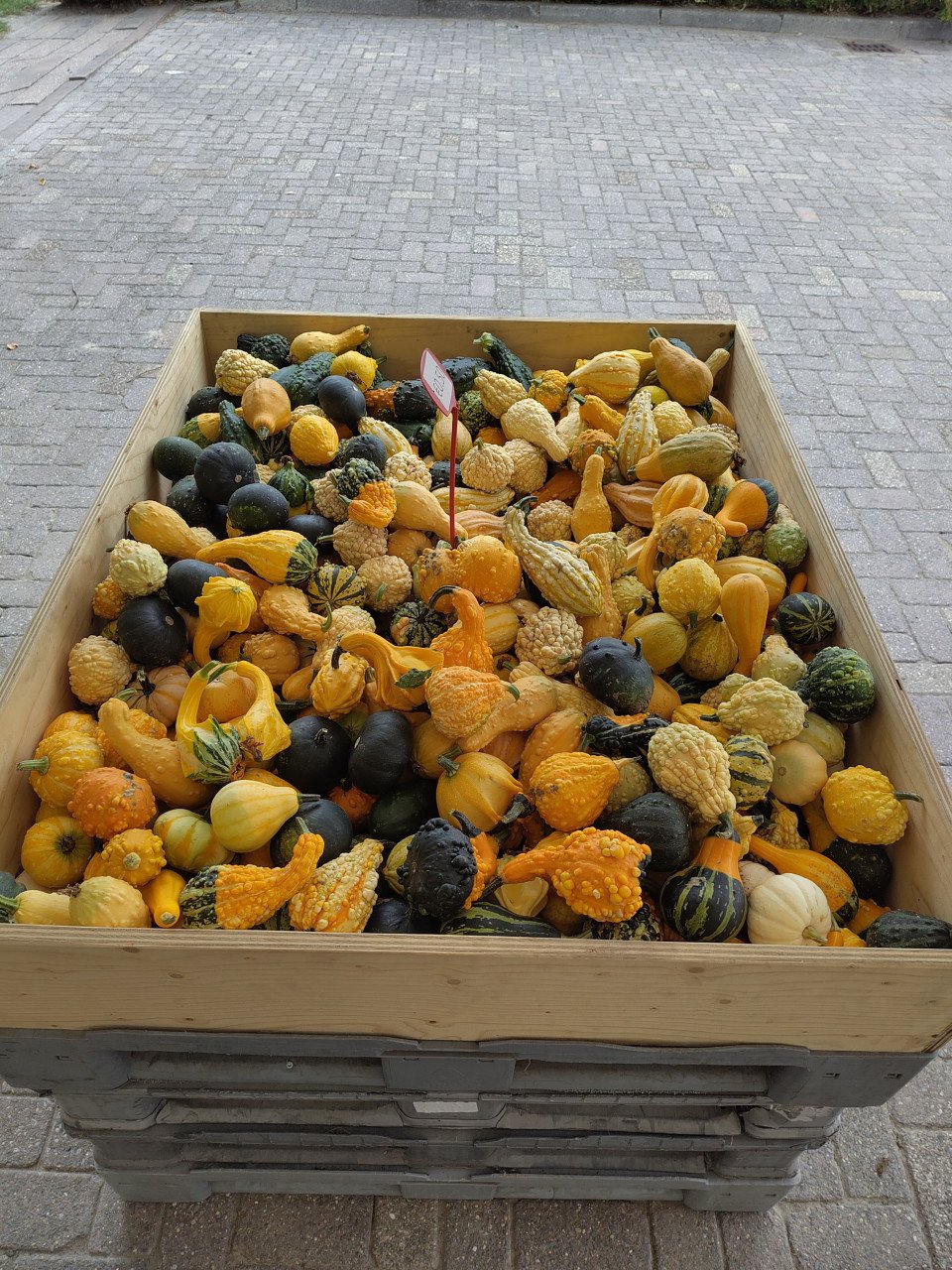 Pompoenen en kalebassen