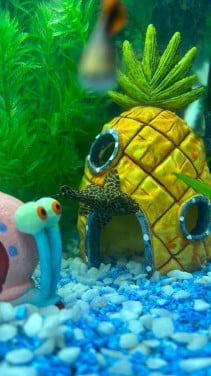Zijlvin pleco en elder guppy gratis