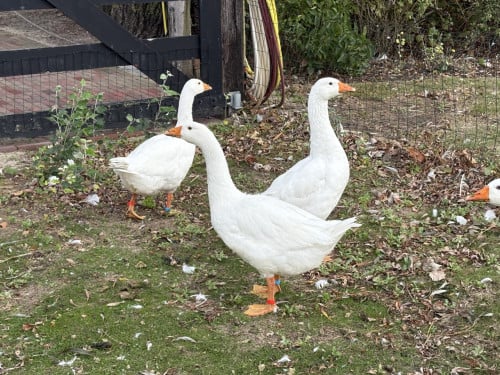 Witte Boerenganzen te koop