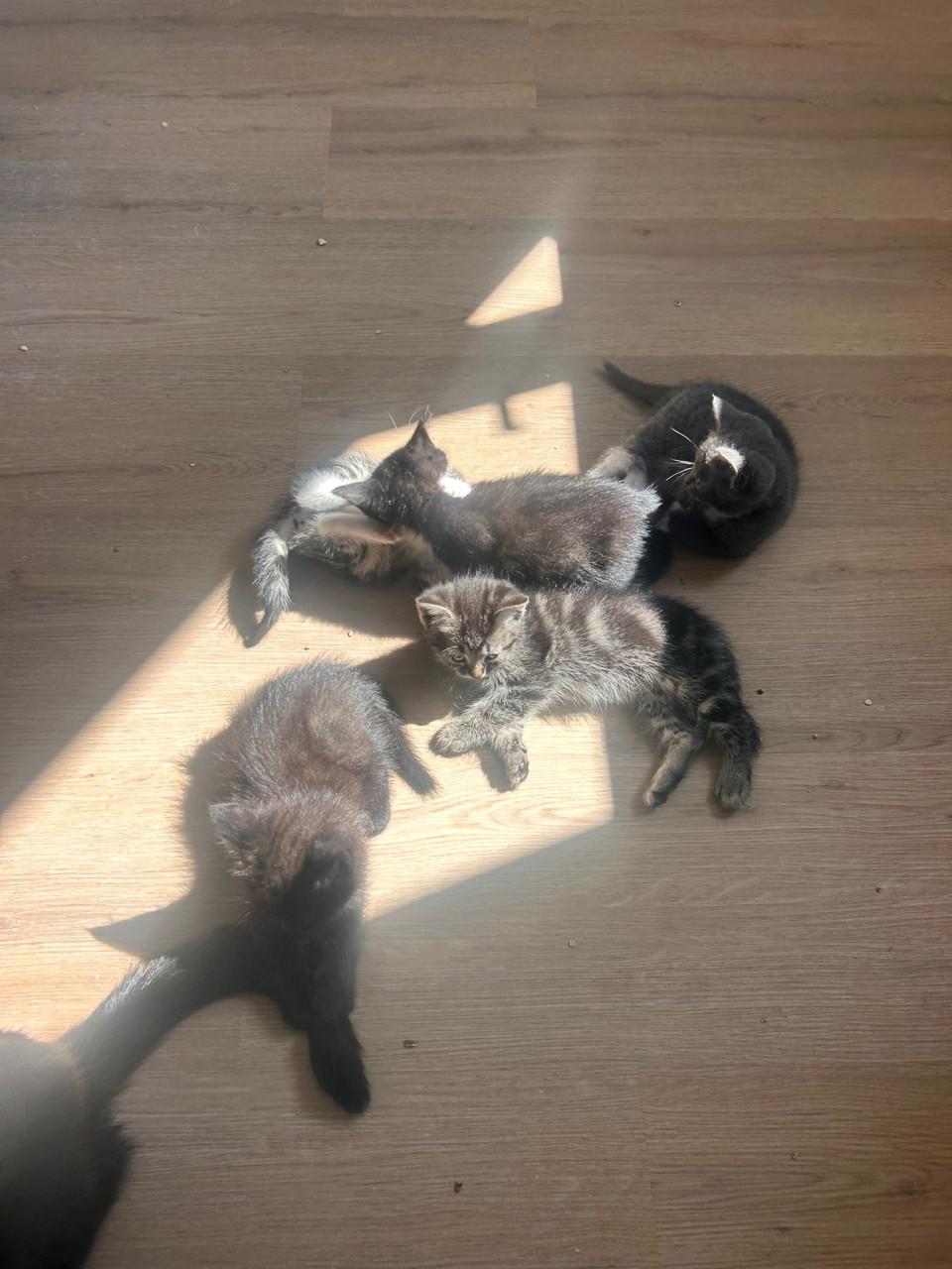 Kittens