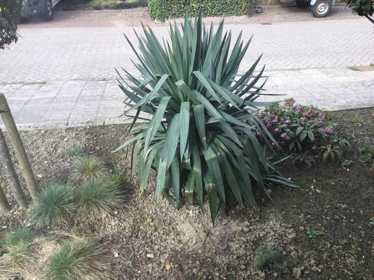 Yuca, gratis op te halen