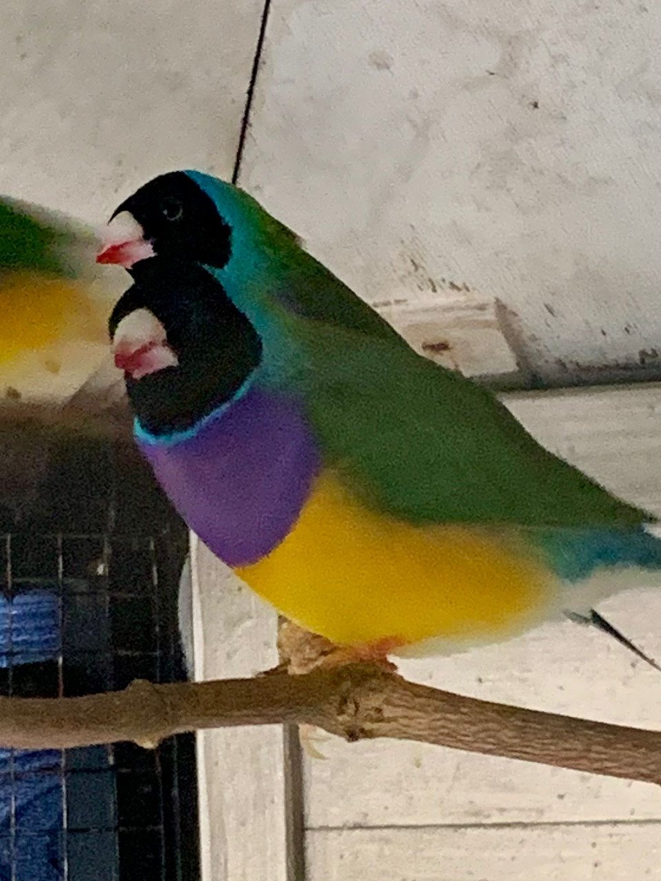 Gouldamadines