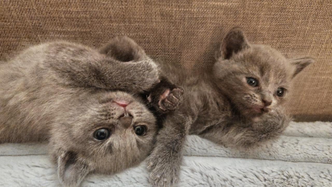 Brits korthaar X kitten Blue solid