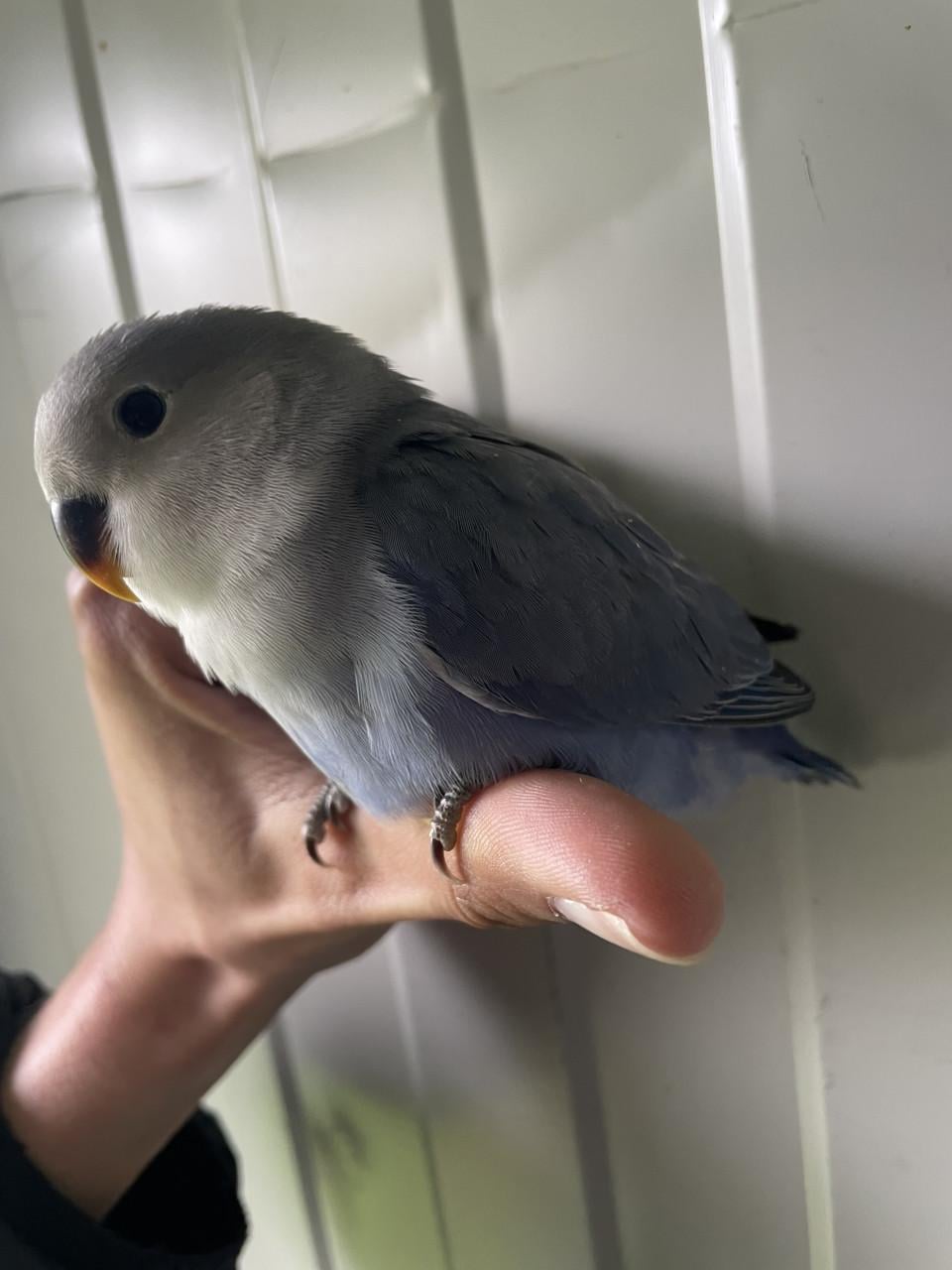 Tamme jonge Agapornis roseicollis.