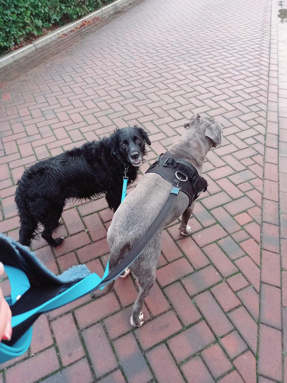 Hond(en) die ik mag uitlaten gevraagd.