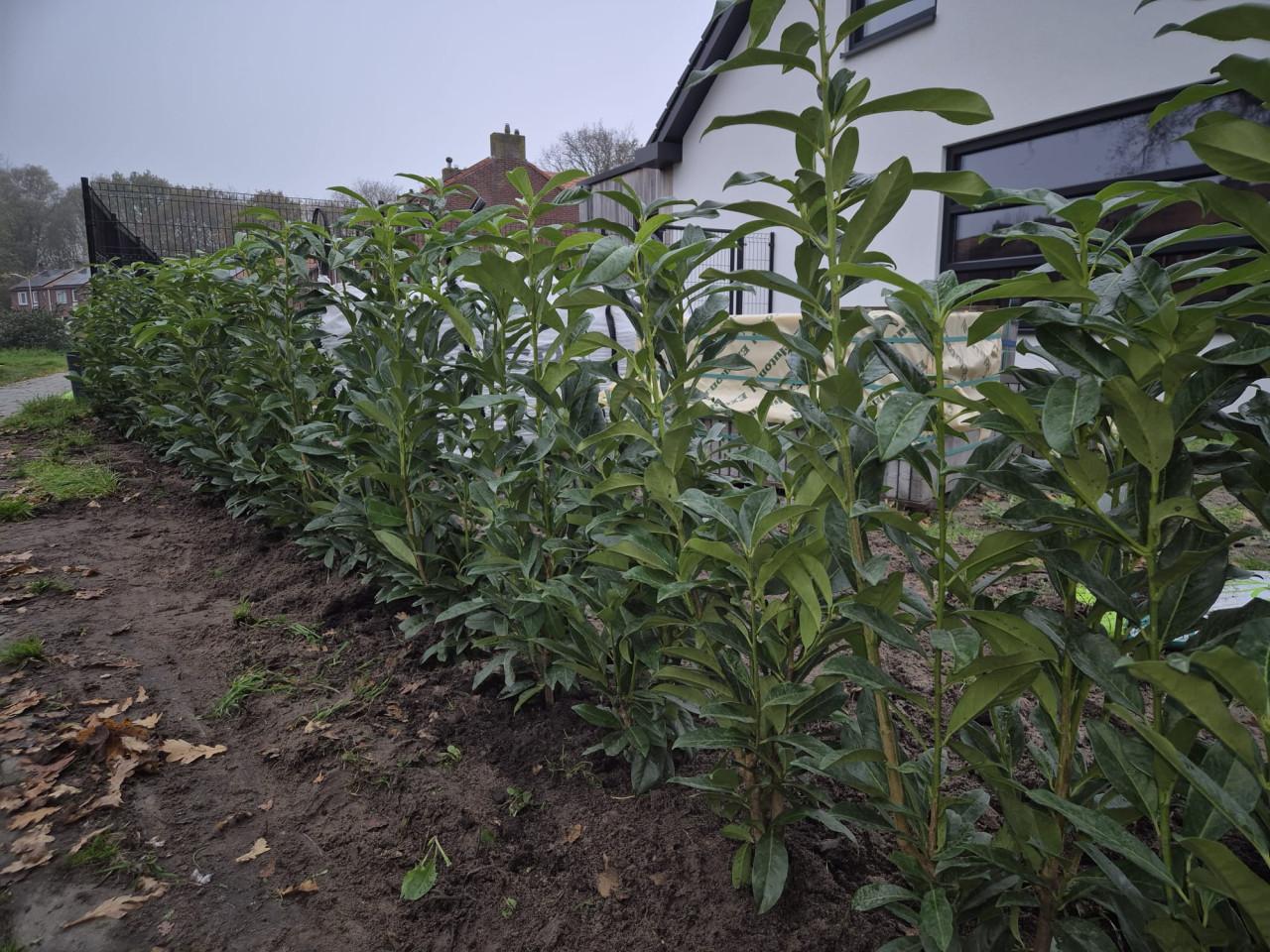 Prunus Genolia haagplanten ca. 100cm superprijs! OP=OP