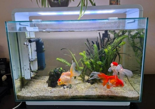 Compleet aquarium