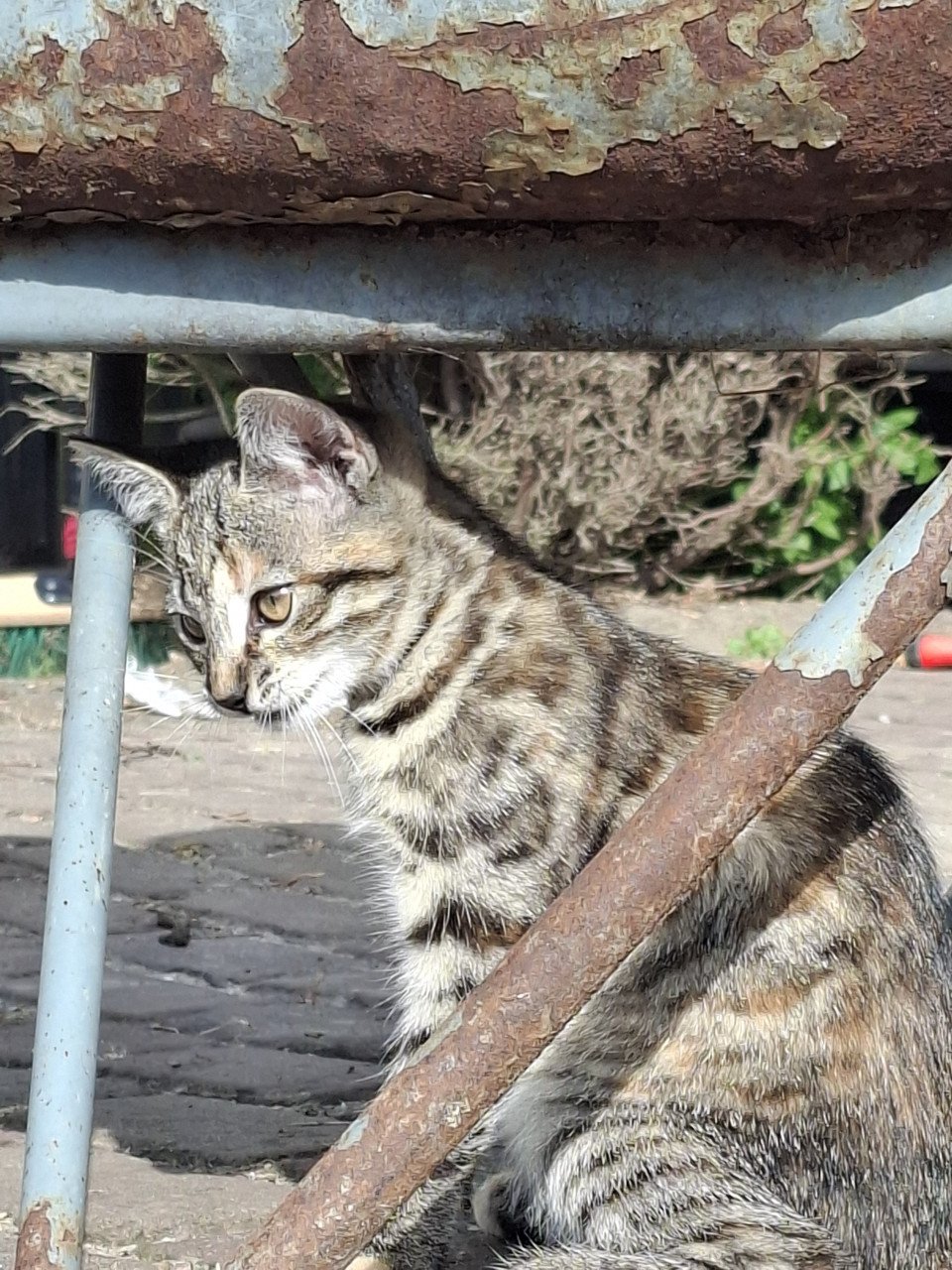Kittens