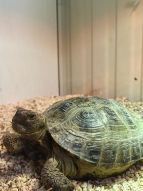 Te koop mannelijke vierteen schildpad