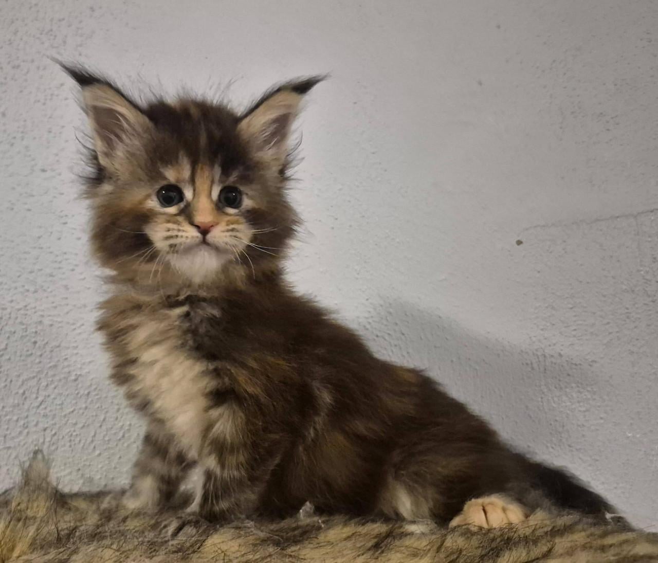 Maine coon dekkater volledig getest en kampioen op show