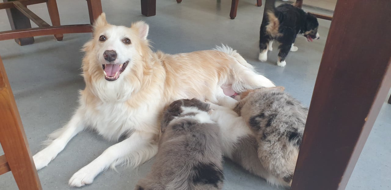 Border Collie