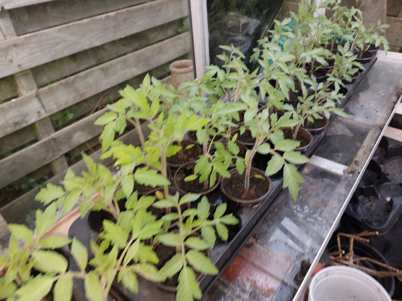 Tomatenplanten
