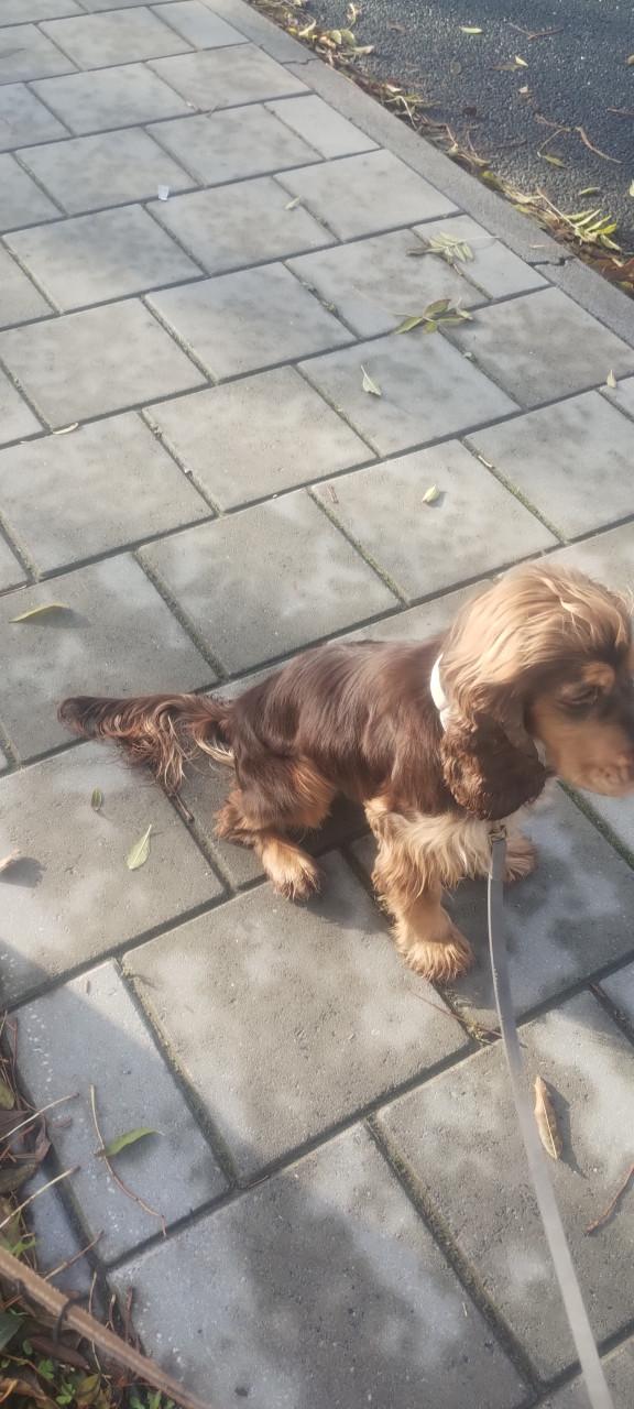 Engelse cockers spaniel