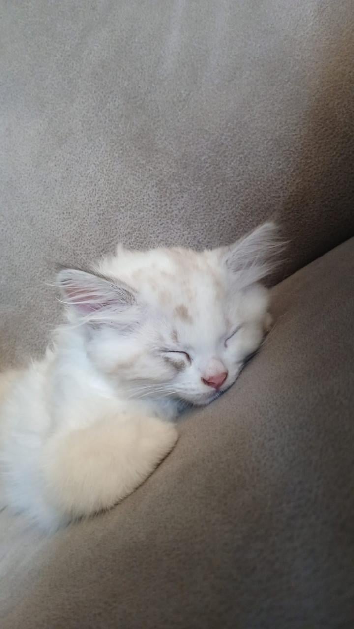 2 ragdoll kittens