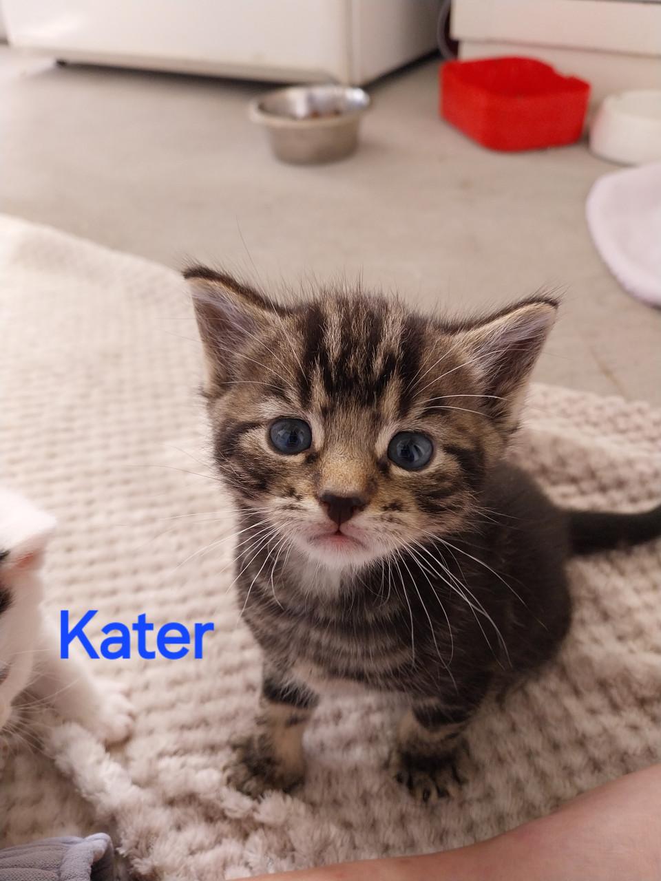 Lieve kittens