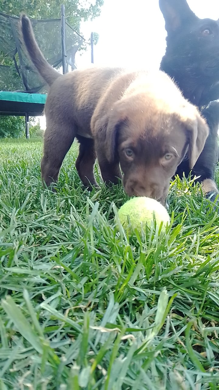 Prachtige puppies (labrador)
