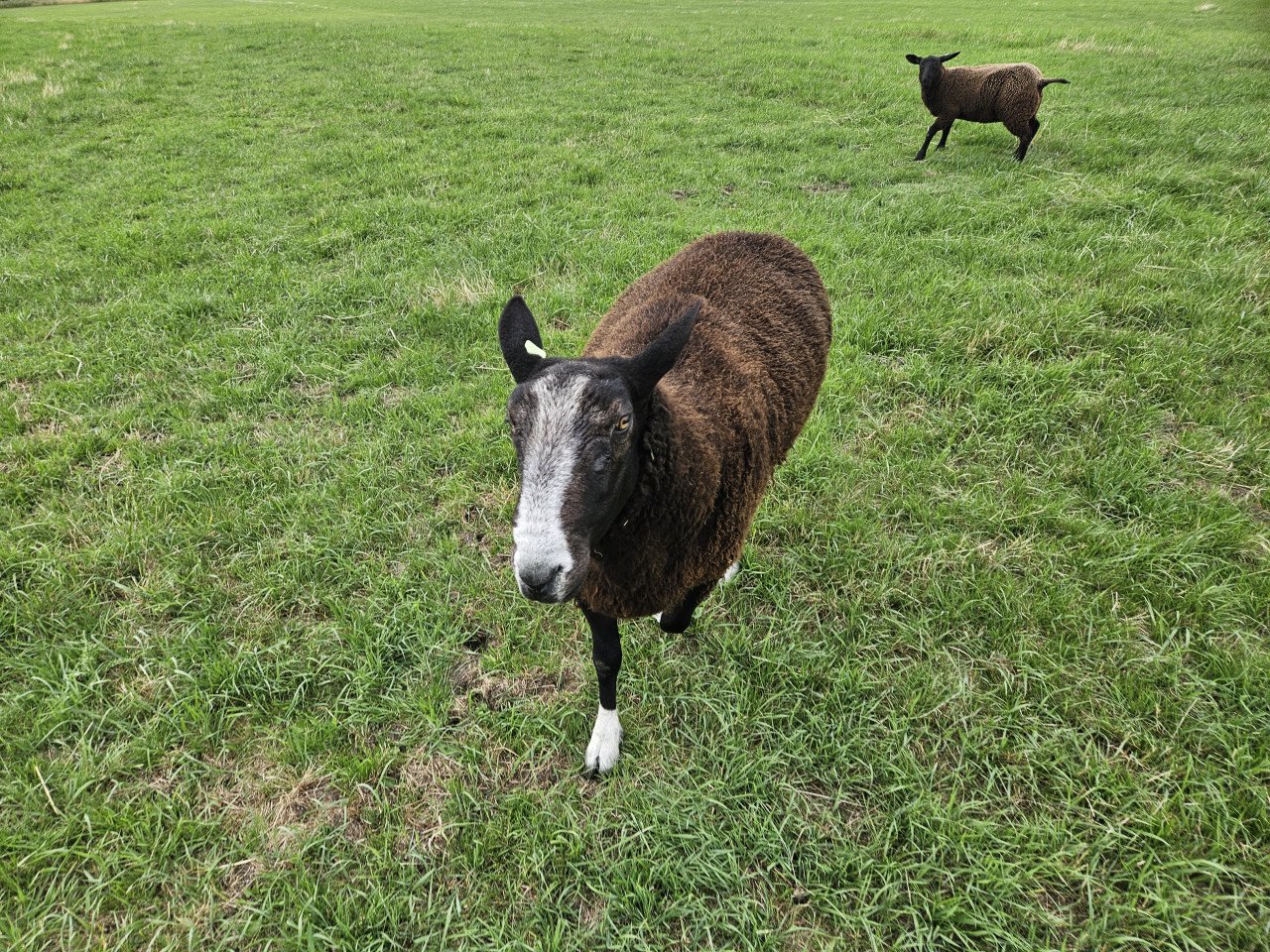 Zwartbles dekram/fokram