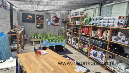 Aanbieding maorikoi